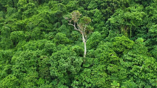 The jungle-covered island of Namena in Fiji is a largely uninhabited sanctuary for seabirds and forest birds. The island's surrounding coral reefs also support an impressive array of marine life.