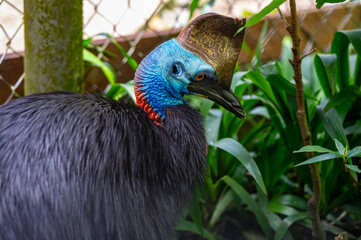 Fototapeta premium Captive Southern Cassowary (Casuarius casuarius) at Birdworld Kuranda, Kuranda, Queensland, Australia in October 2025. This endangered ratite shows its unique blue neck and brown casque.
