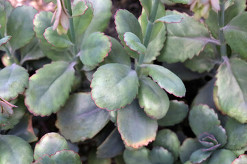 Succulent plant with thick green leaves and red edges