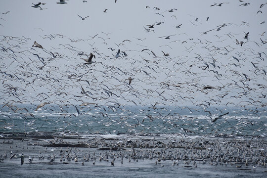 荒れた海岸に集まるカモメ