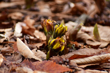 枯葉の中から顔を出した福寿草