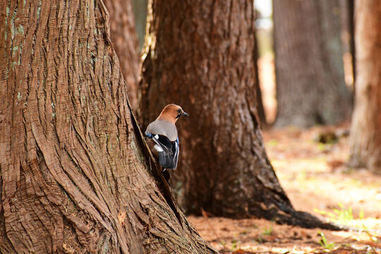 秋の杉林のミヤマカケス