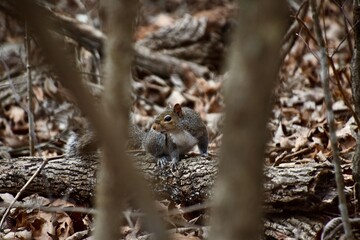 Fototapeta premium there is a squirrel that is sitting on a tree branch