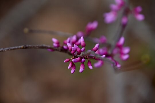 there is a small branch with pink flowers on it