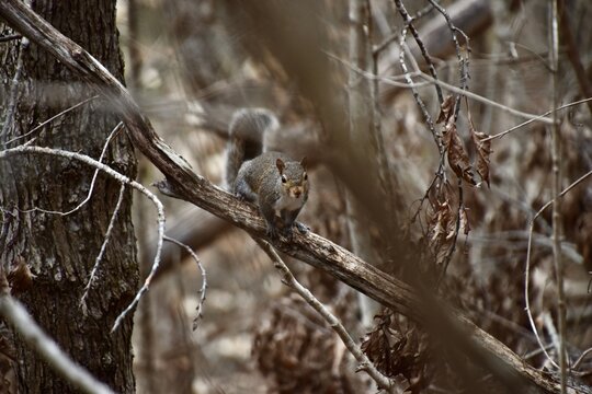 there is a squirrel sitting on a branch in the woods
