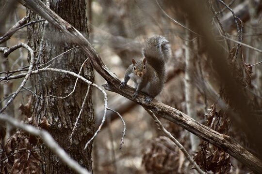 there is a squirrel sitting on a branch in the woods