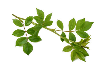 Rose branch with green leaves