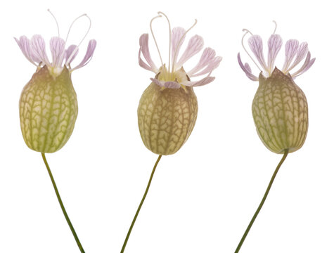 Bladder campion flowers