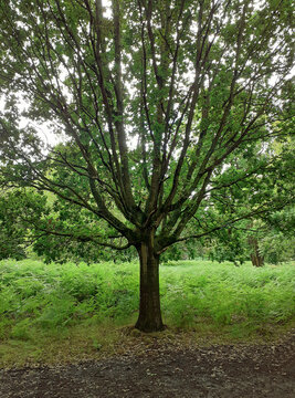 Nottingham, England, July 31, 2022. Nottingham, England, July 31, 2022. One of the many oak trees in Wollaton Park. The park also features maples, beech trees, and lime trees. 