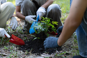 Fototapeta premium Group of Asian people planting seedling in forest