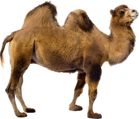 camel isolated on white