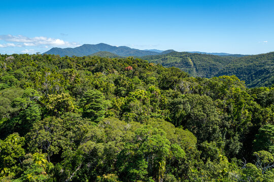 Aerial view of lush tropical rainforest canopy near Kuranda, Cairns, Queensland, Australia, taken in October 2025. Dense green jungle foliage under a clear blue sky.
