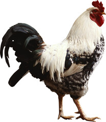 rooster isolated on white © lucas