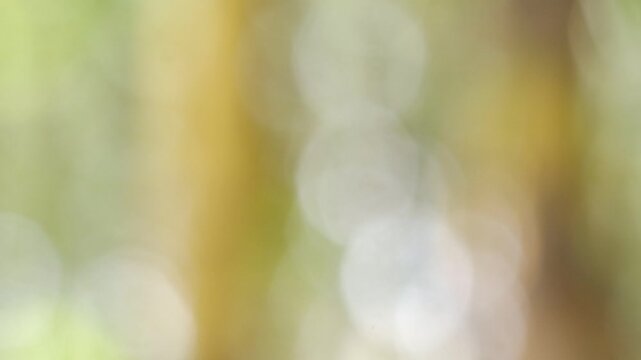 Abstract 4K nature bokeh of bright green and white sunlight through tree leaves. Soft out-of-focus background for cinematic video overlays.