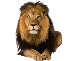 lion isolated on white background © lucas