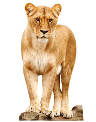 Obraz premium lion isolated on white background