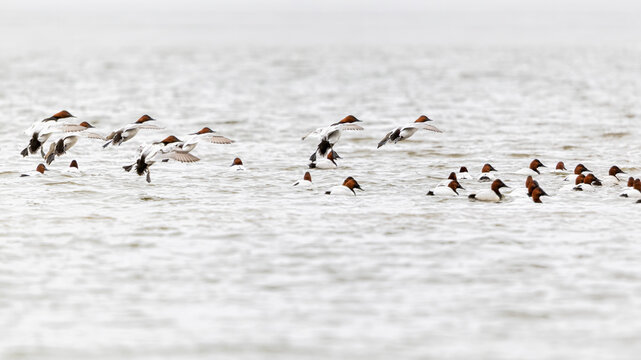 Canvasback ducks Swimming During Early /spring Migration