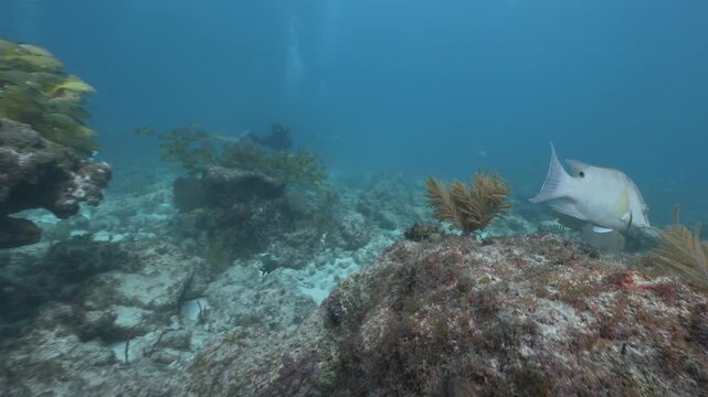Scuba diver exploring colorful underwater coral reef
