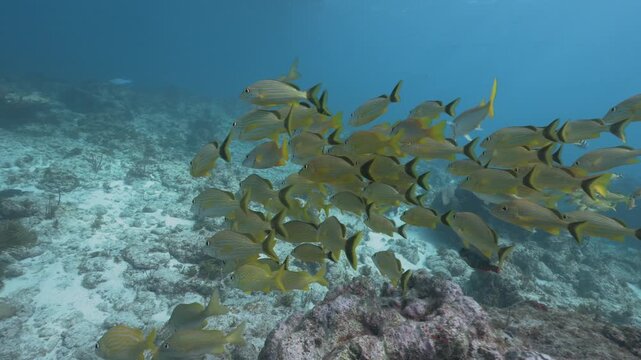 School of french grunt Haemulon flavolineatum fish swimming over coral reef
