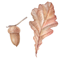 Watercolor autumn orange oak leaf and acorn isolated on white background. Forest nature plant foliage leaves. Creative clipart for halloween sticker and card. Wallpaper or wrapping and sketchbook © NatashaKun