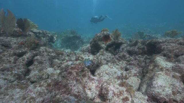 Scuba diver exploring colorful underwater coral reef with sergeant major pintano Abudefduf saxatilis