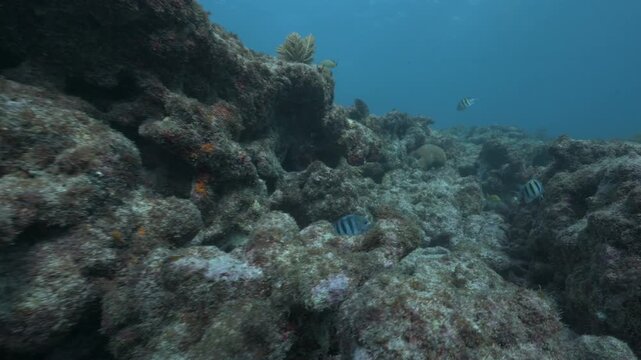 Underwater coral reef with sergeant major Abudefduf saxatilis and blue tang swimming