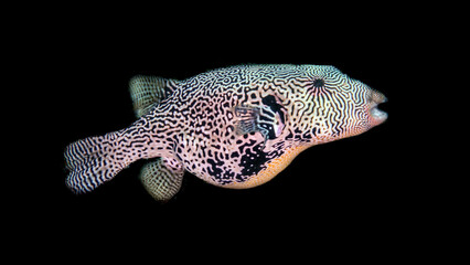 Map Pufferfish (Arothron mappa), on the reefs of Sipadan Island, Sabah, Malaysia, Borneo © Guy Bryant