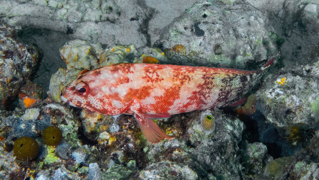 Flagtail Grouper (Cephalopholis urodeta), on the reefs of Sipadan Island, Sabah, Malaysia, Borneo