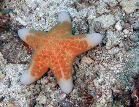Granulated Sea Star (Choriaster granulatus) reefs of Sipadan Island, Sabah, Malaysia, Borneo