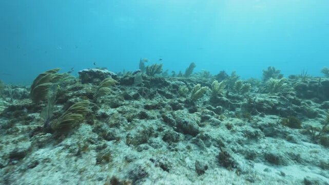 Underwater coral reef with swimming tropical fish and strong current