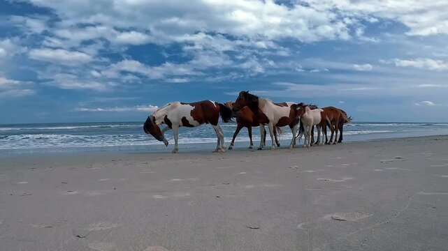 Feral Horses Standing on Sandy Beach Near Ocean Waves Assateague Island Maryland