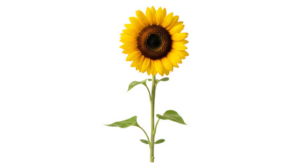 vibrant sunflower with green leaves isolated on transparent background