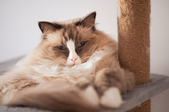 fluffy cat on cat tree