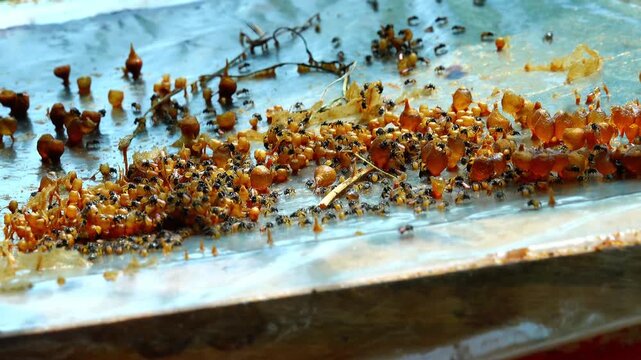 Stingless bee (Trigona) colony inside a wooden beehive box, created by farmers in Indonesia