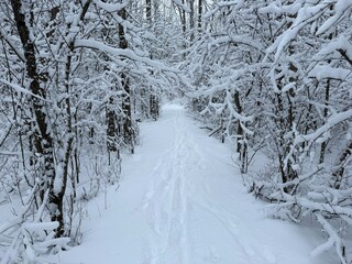 Fototapeta premium Maple forest after heavy snow storm, Quebec, Canada