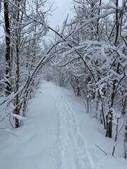 Fototapeta premium Maple forest after heavy snow storm, Quebec, Canada
