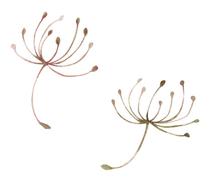 Watercolor Botanical Illustration of Delicate Dandelion Seeds