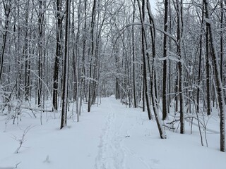 Fototapeta premium Maple forest after heavy snow storm, Quebec, Canada