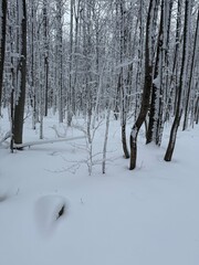 Fototapeta premium Maple forest after heavy snow storm, Quebec, Canada