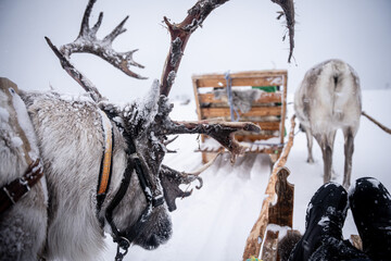 Tromso Arctic Norway Winter Photography © Zied