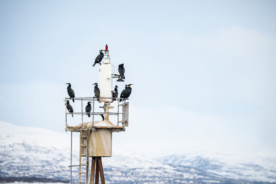 Tromso Arctic Norway Winter Photography
