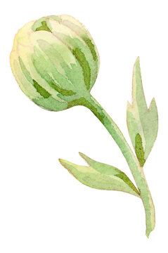 Green Watercolor Flower Bud Illustration