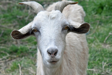 Goats with Horns and Beard