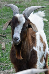 Goats with Horns and Beard