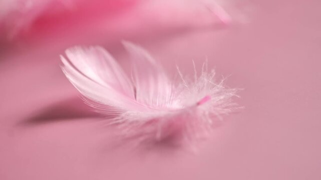 Pink Feathers on Pastel rose Background. Beauty Aesthetic Background, Lightness and Romantic Concept. 