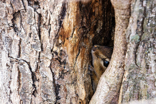 chipmunk by a small hole in deciduous tree blending in with bare bark in yearly spring hiding