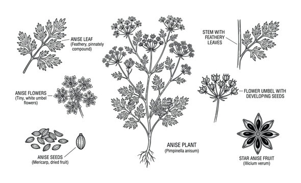 Anise plant botanical illustration showing feathery leaves white umbel flowers seeds and star anise fruit