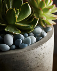 Fototapeta premium Close-up of succulents in a concrete planter with decorative stones