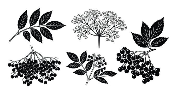 Elderberry plant illustrations, including flower, leaves, unripe and ripe berries in black and white vector