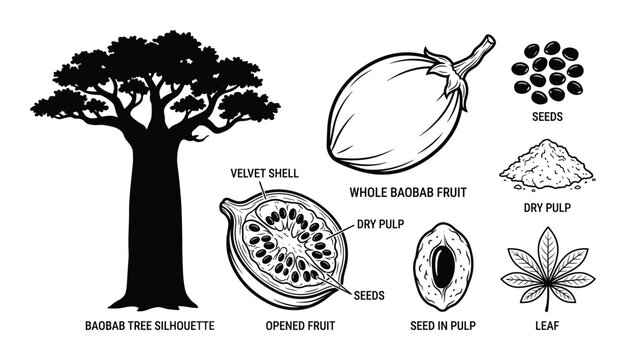 Baobab tree and fruit parts botanical illustration, showing the whole tree, whole fruit, opened fruit, seed, pulp, and leaf